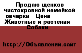 Продаю щенков чистокровной немейкой овчарки › Цена ­ 8 000 -  Животные и растения » Собаки   